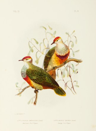 Ptilinopus Swainsonii. Swainson’s … Australian