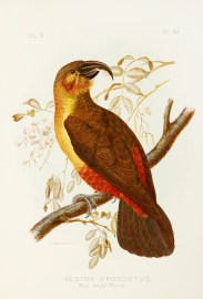 Nestor Productus. Philip Island Parrot.