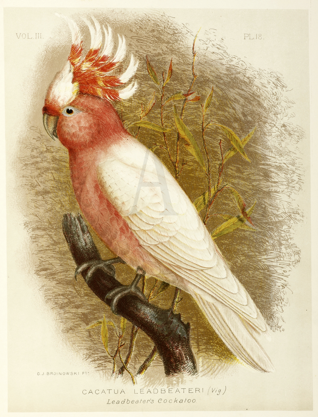 Cacatua Leadbeateri. Leadbeater's   cockatoo. - Antique Print from 1889