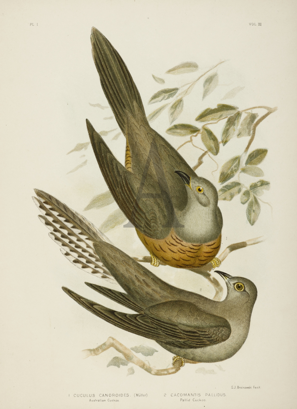 Cuculus Canoroides. Australian Cuckoo. Cacomantis Pallidus. Pallid Cuckoo. - Antique Print from 1889