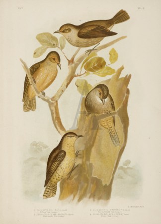 1.Climacteris Rufa. Rufous Tree-Creeper.… Australian