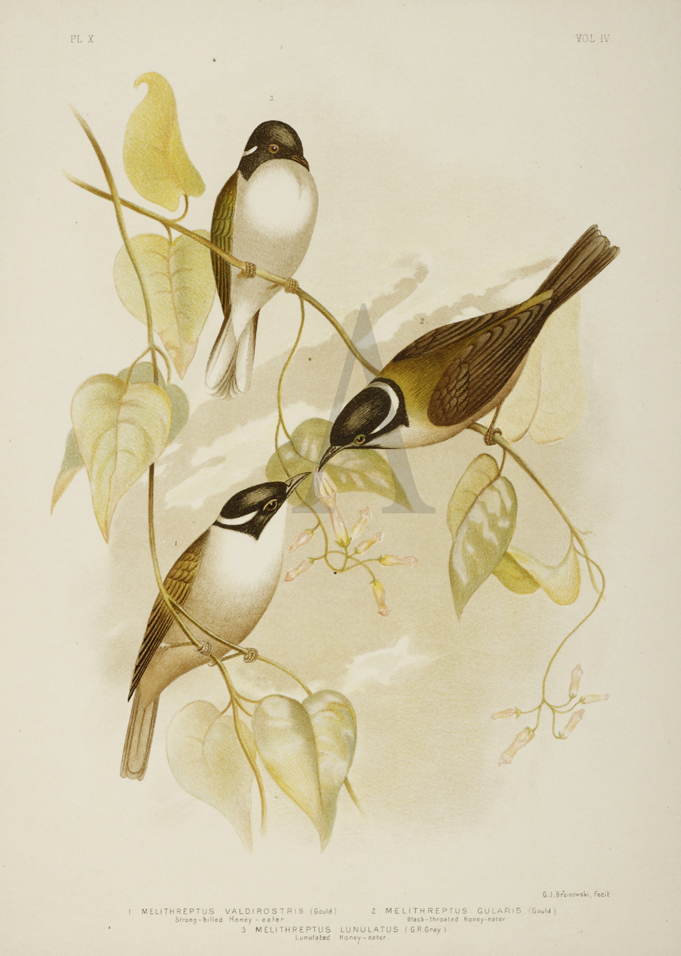 1.Melithreptus Valdirostris. 2.Melithreptus Gularis. Black-throated Honey-eater. 3.Melithreptus Lunulatus. Lunulated Honey-eater. - Antique Print from 1889