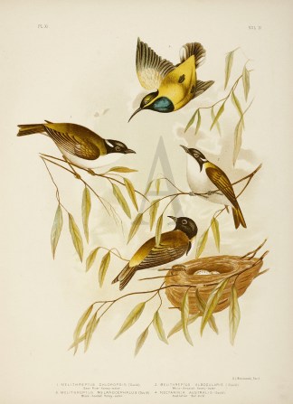 1.Melithreptus Chloropsis. Swan River Ho… Australian