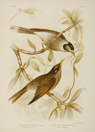 1.Myzantha Garrula. Garrulous Honey-eate… Australian