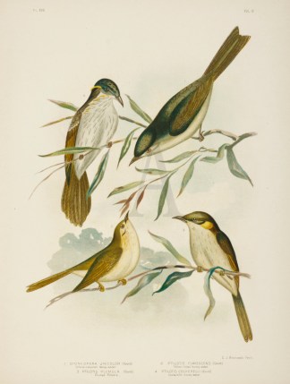 1.Stomiopera Unicolor. Uniform-coloured … Gracius Broinowski