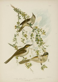 1.Ptilotis Lewinii. Singing Honey Eater. 2. Ptilot… Australian - Broinowski