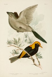 1.Struthidea Cinerea. Grey Struthidea. 2.Sericulus Melinus. Regent Bird.