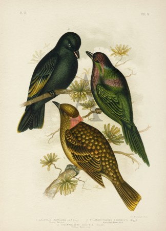 1.Calornis Metallica. Shining Calornis. … Gracius Broinowski