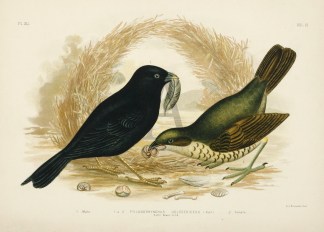 1.Male. 1 & 2.Ptilonorhynchus Holose… Gracius Broinowski