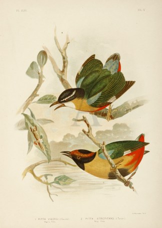 1.Pitta Vigorsi. Vigors Pitta. 2.Pitta S… Australian