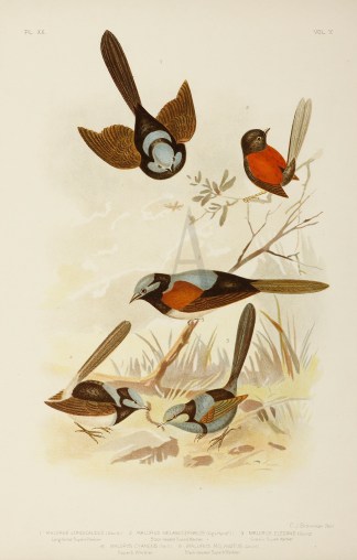1.Malurus Longicaudus. Long-tailed Super… Gracius Broinowski