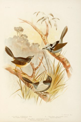 1.Malurus Hypoleucus. Fawn-brested Super… Gracius Broinowski