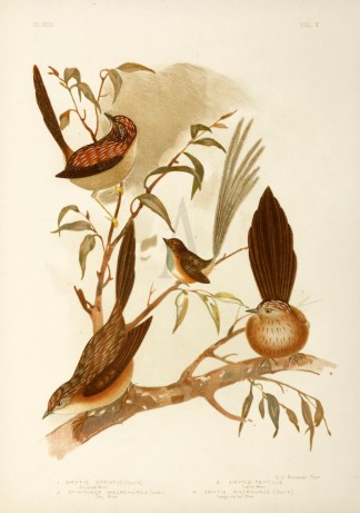 1. Amytis Striatus. Striated Wren. 2.Amy… Gracius Broinowski