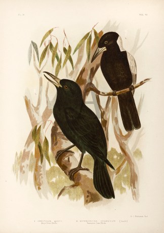 1.Cracticus Quoyii. Quoy’s Crow-Sh… Gracius Broinowski