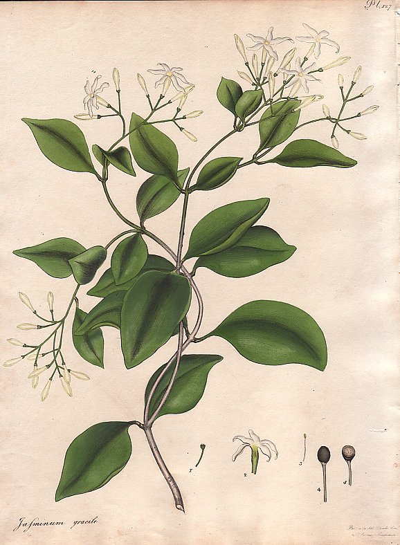 Jasminum Gracile, Slender-stemed Jasmine - Antique Print from 1799