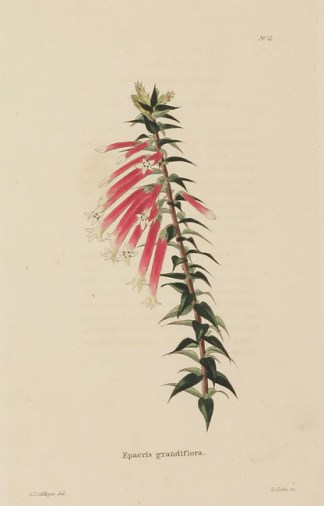 Epacris grandiflora Australian - General