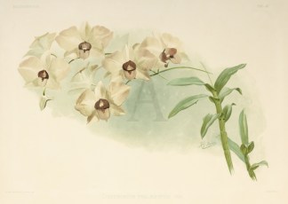 Dendrobium Phalaenopsis Var. Australian - General