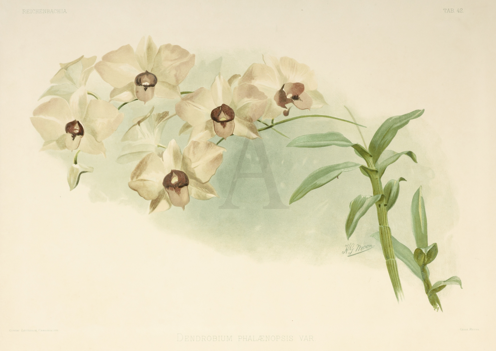 Dendrobium Phalaenopsis Var. - Antique Print from 1890
