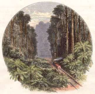 Railroad Through the Gippsland Forest. AUSTRALIA