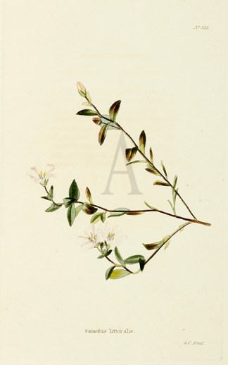 Samolus Littoralis Australian - General