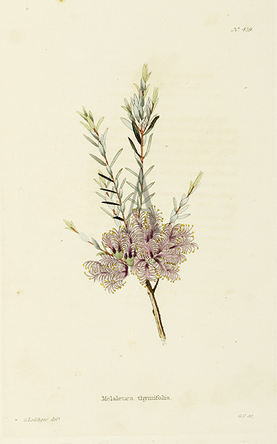 Melaleuca thymifolia - Antique Print from 1820