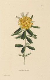 Gastrolobium bilobum. Australian - General Gastrolobium bilobum.