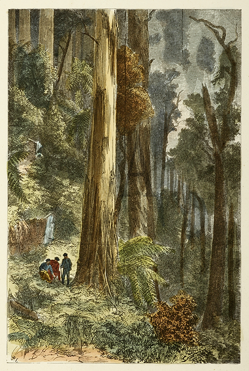 A Big Gum Tree. - Eucalyptus Amygdalina. - Antique Print from 1887