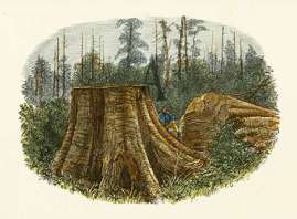 Fallen Tree, Dandenong Forest. Australian - General