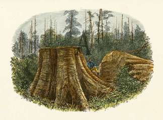 Fallen Tree, Dandenong Forest. Australian - General