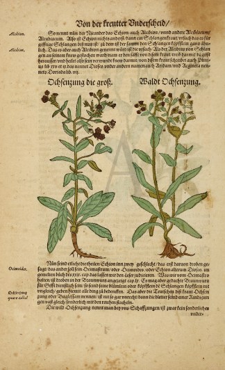 Ochsenzunge Die Grosz. Baldt Ochsenzung General / Global Ochsenzunge Die Grosz. Baldt Ochsenzung General / Global