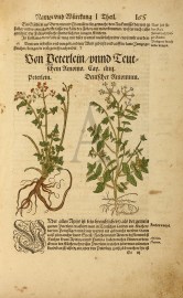 Von Peterlem/unnd Leut