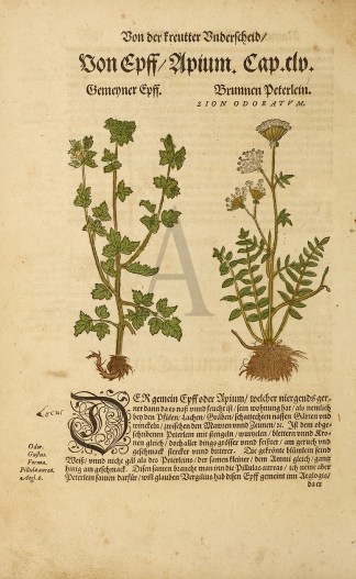 Von epff/Upium. Cap.dv General / Global