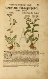 Von Sarb/Schaaffripp oder