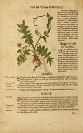 Hendnisch Bundtraut. Bundtraut Auff Der Pfriemen