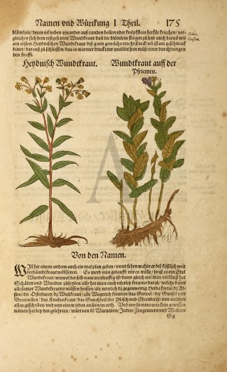 Hendnifch Bundtfraut. Bundtfraut auff de… General / Global Hendnifch Bundtfraut. Bundtfraut auff de… General / Global