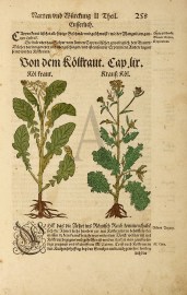 Von dem Koltraut.Cap.lir.
