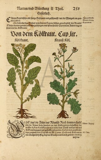 Von dem Koltraut.Cap.lir. General / Global