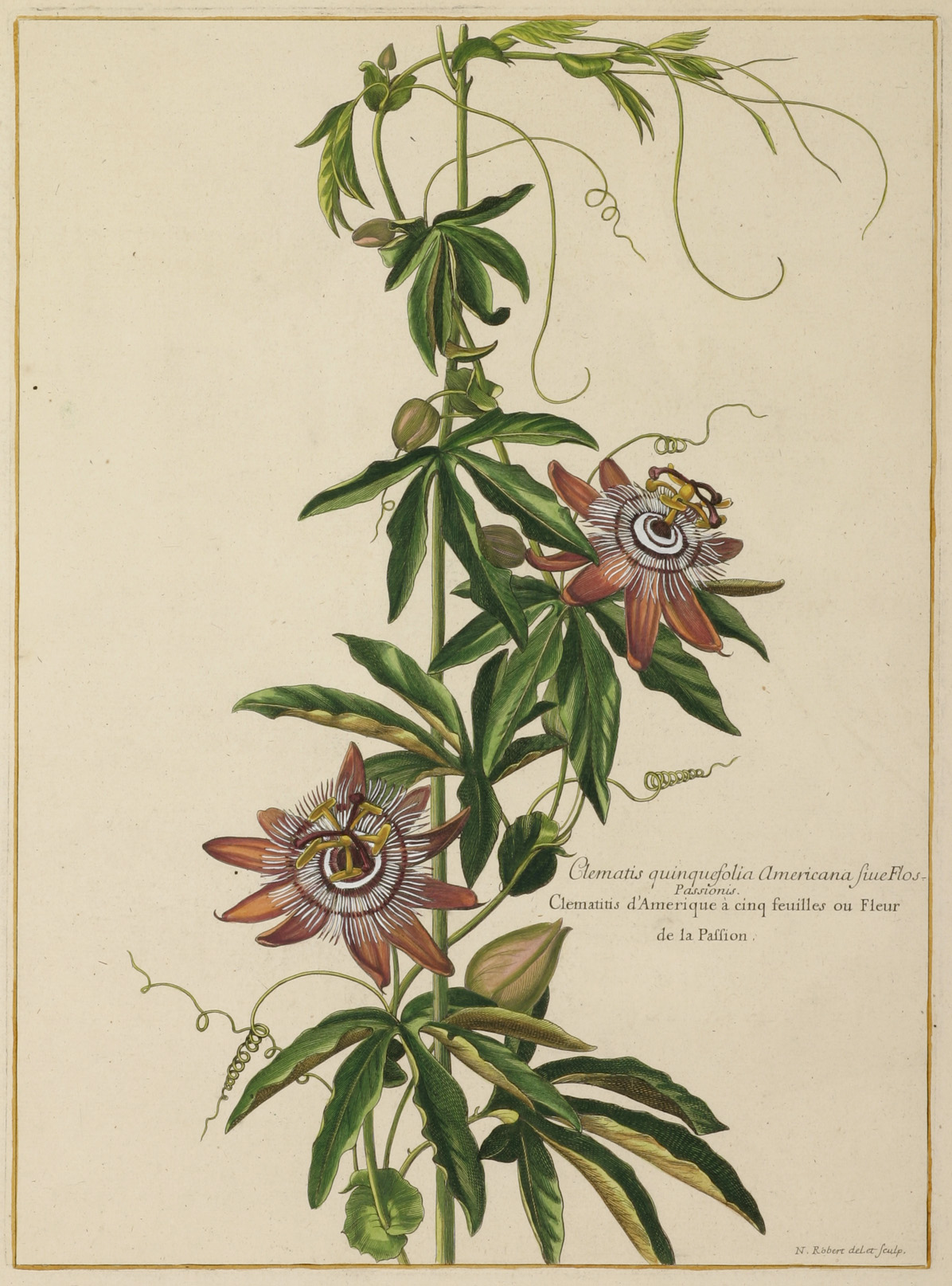 Clematis Quinquefolia Americana - Antique Print from 1788