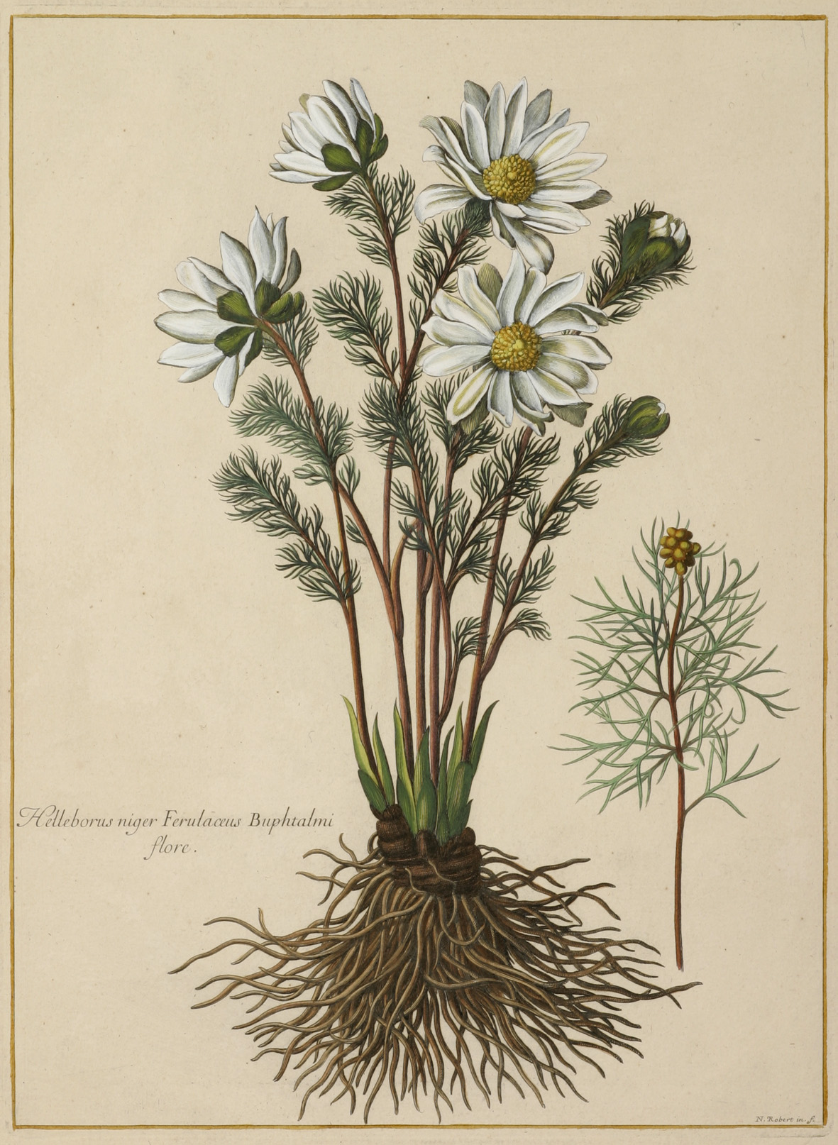 Helleborus niger Ferulaceus Buphtalmi flore. - Antique Print from 1788