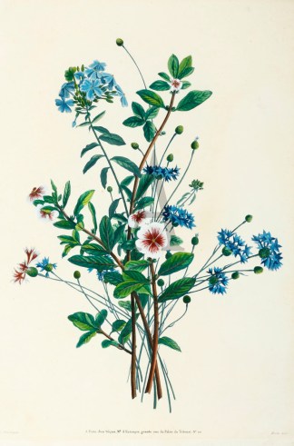 [Plate 31] General / Global