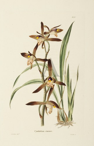 Cymbidium sinense. General / Global