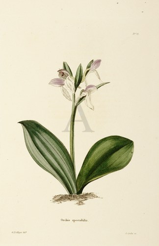 Orchis spectabilis. General / Global