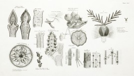 Plate II World - Nonindigenous General