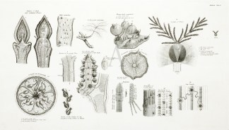 Plate II General / Global