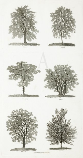 Beech, Birch, Sycamore, Thorn, Walnut, W… General / Global