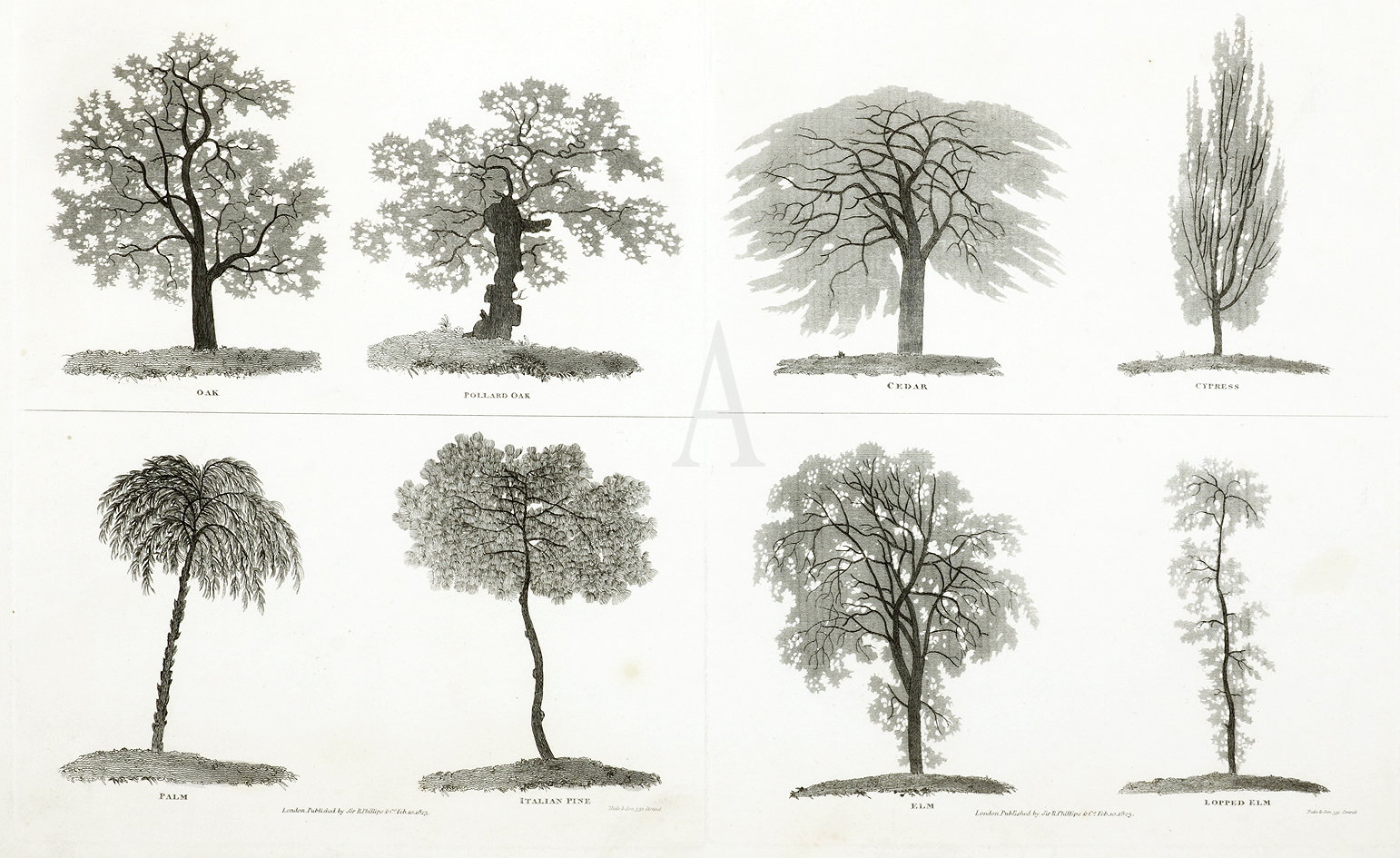Oak, Pollard Oak, Cedar, Cypress, Palm, Italian Pine, Elm, Lopped Elm. - Antique Print from 1823