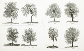 Aspin, Pollard Aspin, Lime, Holly, Ash, Abele or P… World - Nonindigenous General