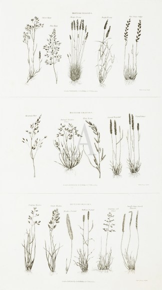 British Grasses General / Global