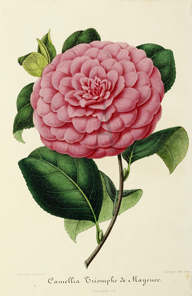 Camellia Triomphe de Mayence - Antique Print from 1854