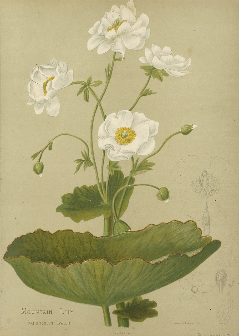 Ranunculus Lyallii - Antique Print from 1888